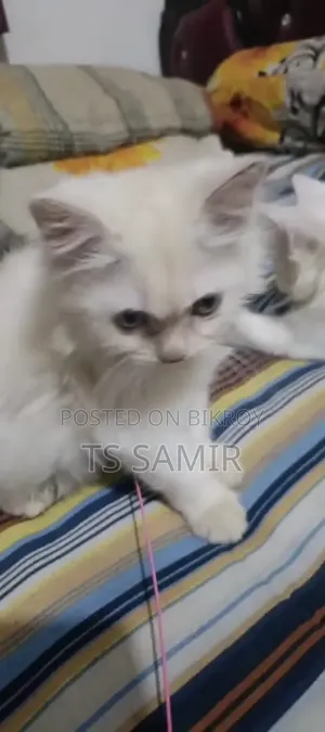 ১-৩ মাসের ফিমেল পিওরব্রেড পার্সিয়ান