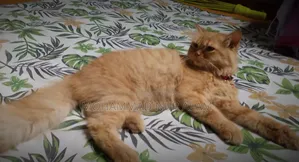 ৩-৬ মাসের পুরুষ খাঁটি পার্সিয়ান