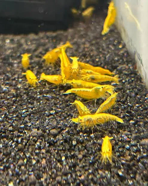 Yellow Shrimp Pair Available