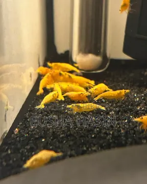 Yellow Shrimp Pair Available
