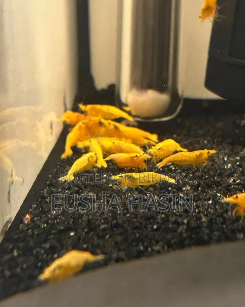 Yellow Shrimp Pair Available