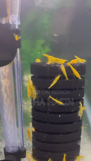 Yellow Shrimp Pair Available