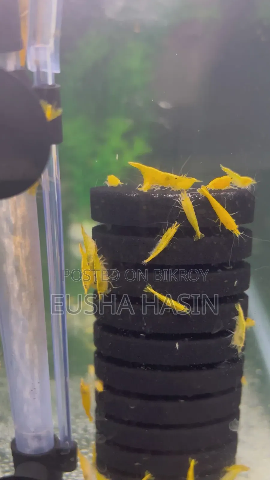 Yellow Shrimp Pair Available