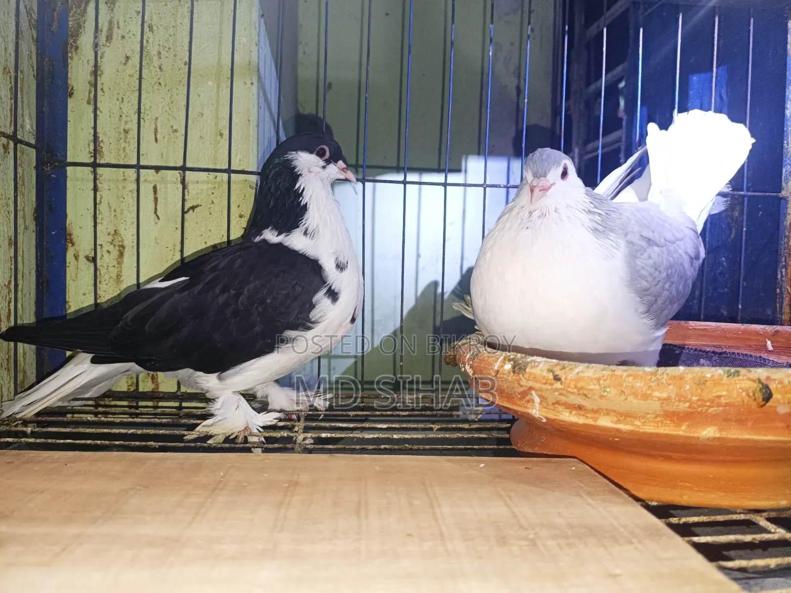 Siraji Pigeon