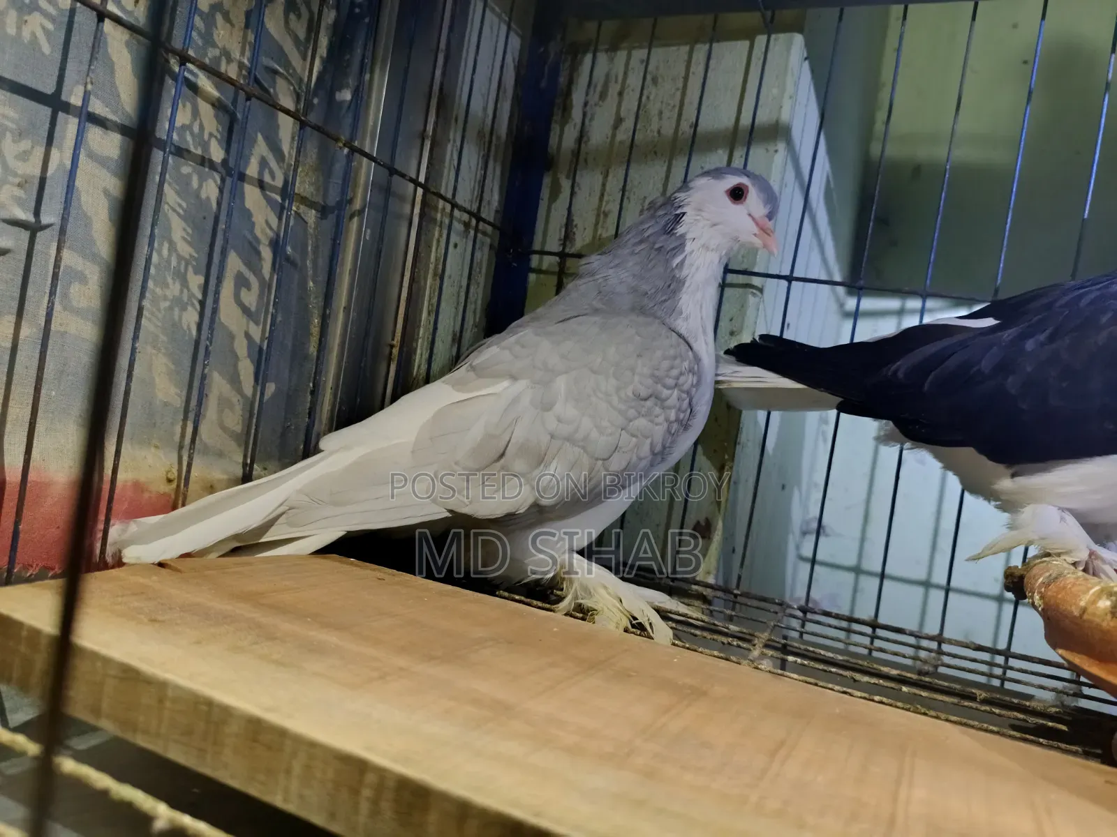 Siraji Pigeon