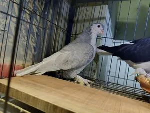 Siraji Pigeon