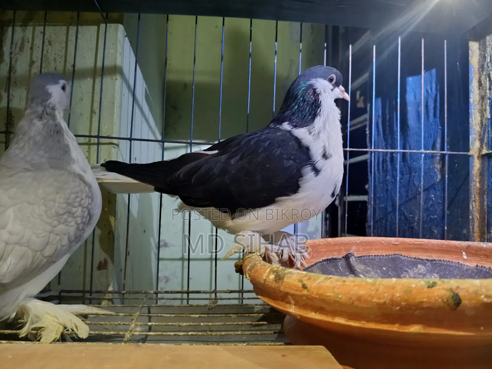 Siraji Pigeon