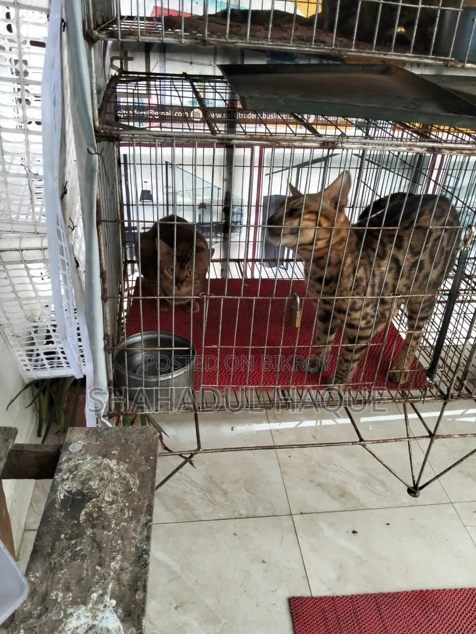 ১+ বছরের নারী খাঁটি বেঙ্গল