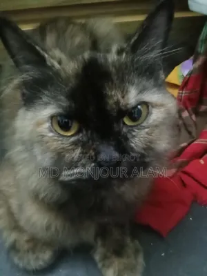 ৬-১২ মাসের ফিমেল মিক্সড ব্রিড পার্সিয়ান