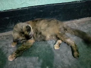 ৬-১২ মাসের ফিমেল মিক্সড ব্রিড পার্সিয়ান