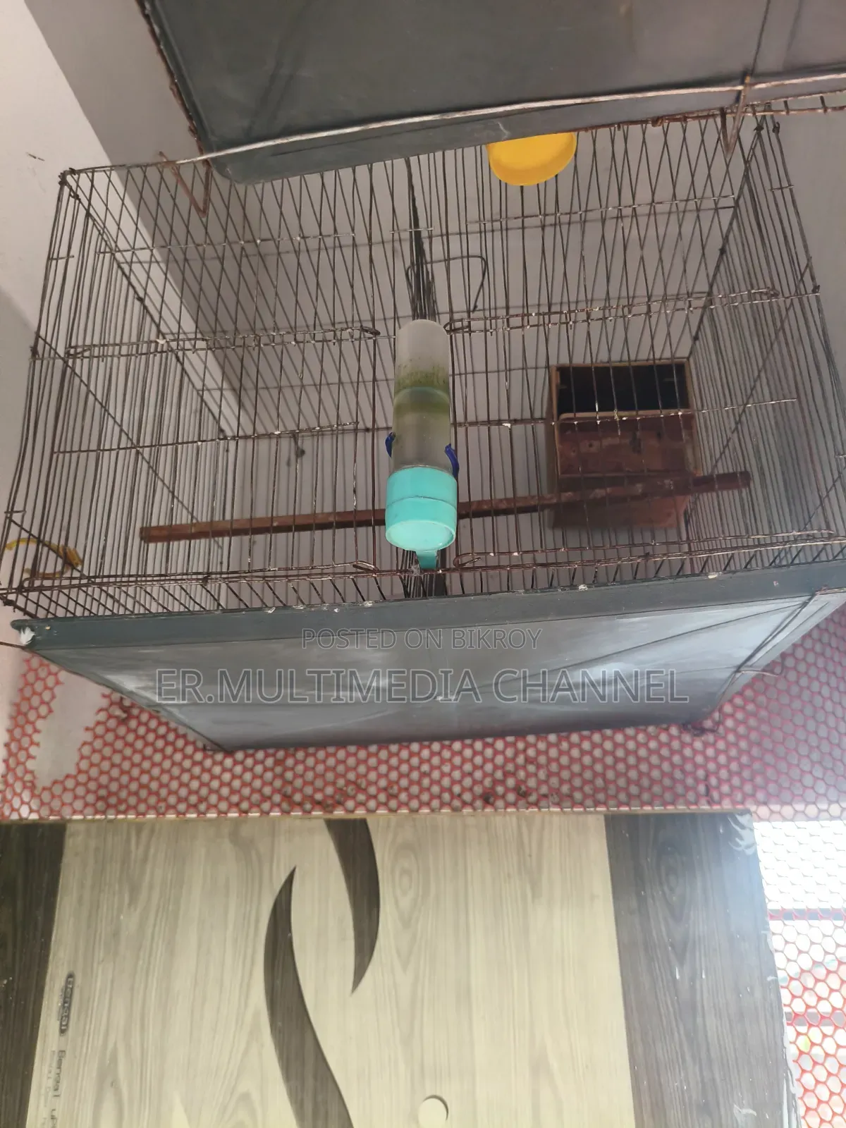 Bird Cage