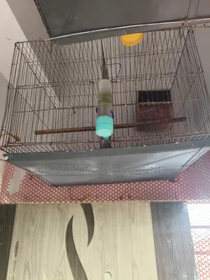 Bird Cage