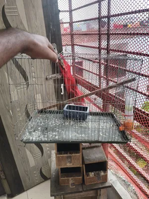 Bird Cage