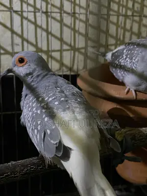 রানিং ডায়মন্ড ডাভ জোড়া