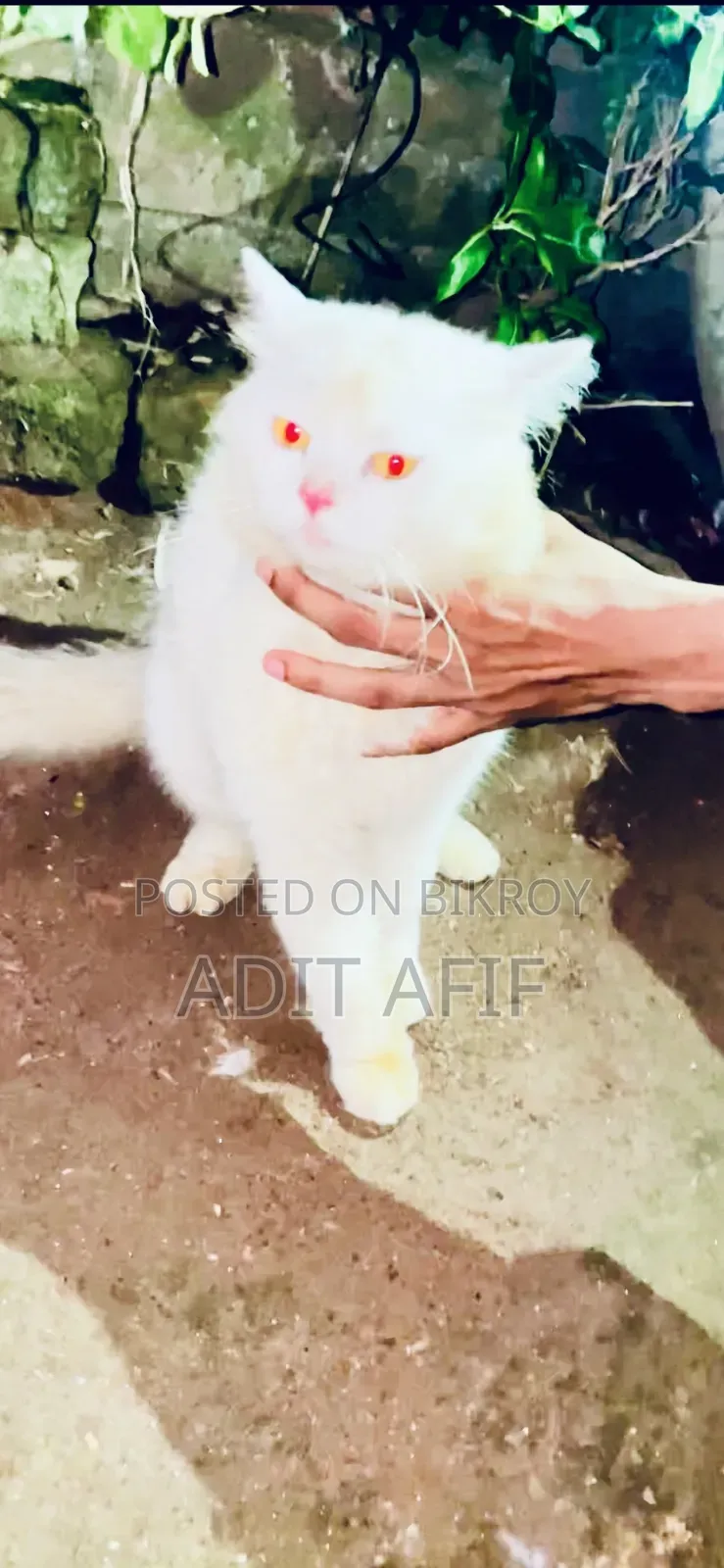১-৩ মাস বয়সী মেল মিক্সড ব্রিড পার্সিয়ান