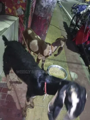 ভালো জাতের ২ টি তোতা পুরী ছাগল বিক্রি করা হবে