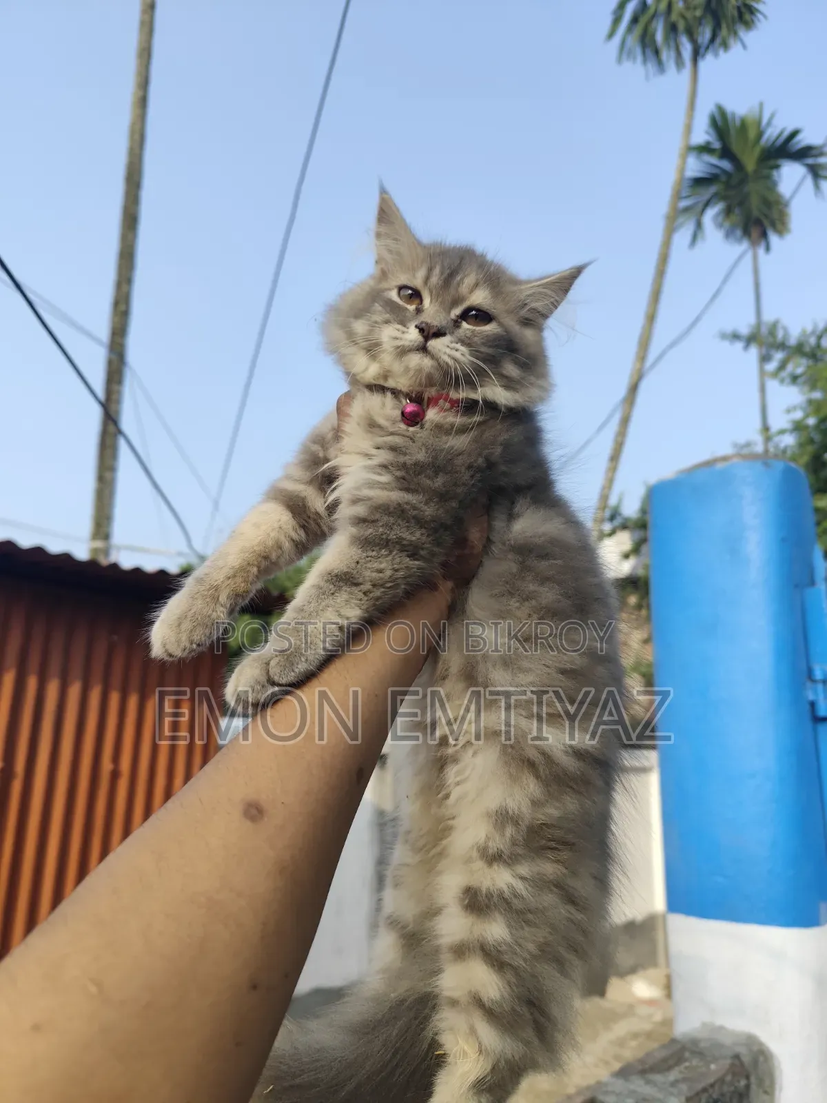1-3 months Female Purebred Persian Kitten