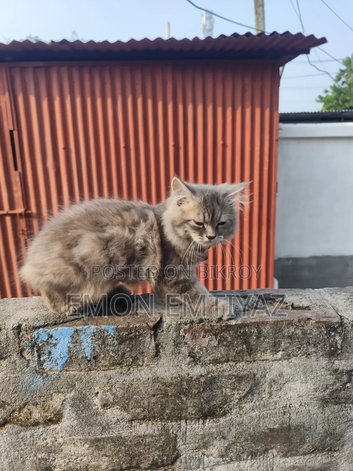 1-3 months Female Purebred Persian Kitten