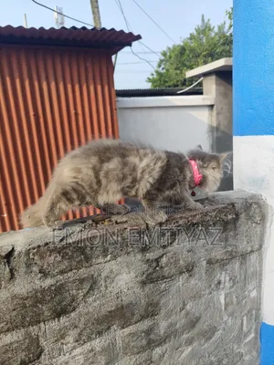 1-3 months Female Purebred Persian Kitten