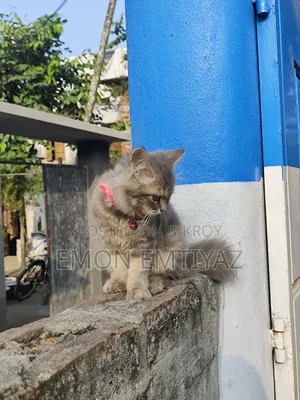 1-3 months Female Purebred Persian Kitten