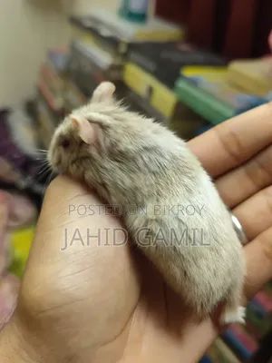 Russian Dwarf Hamster