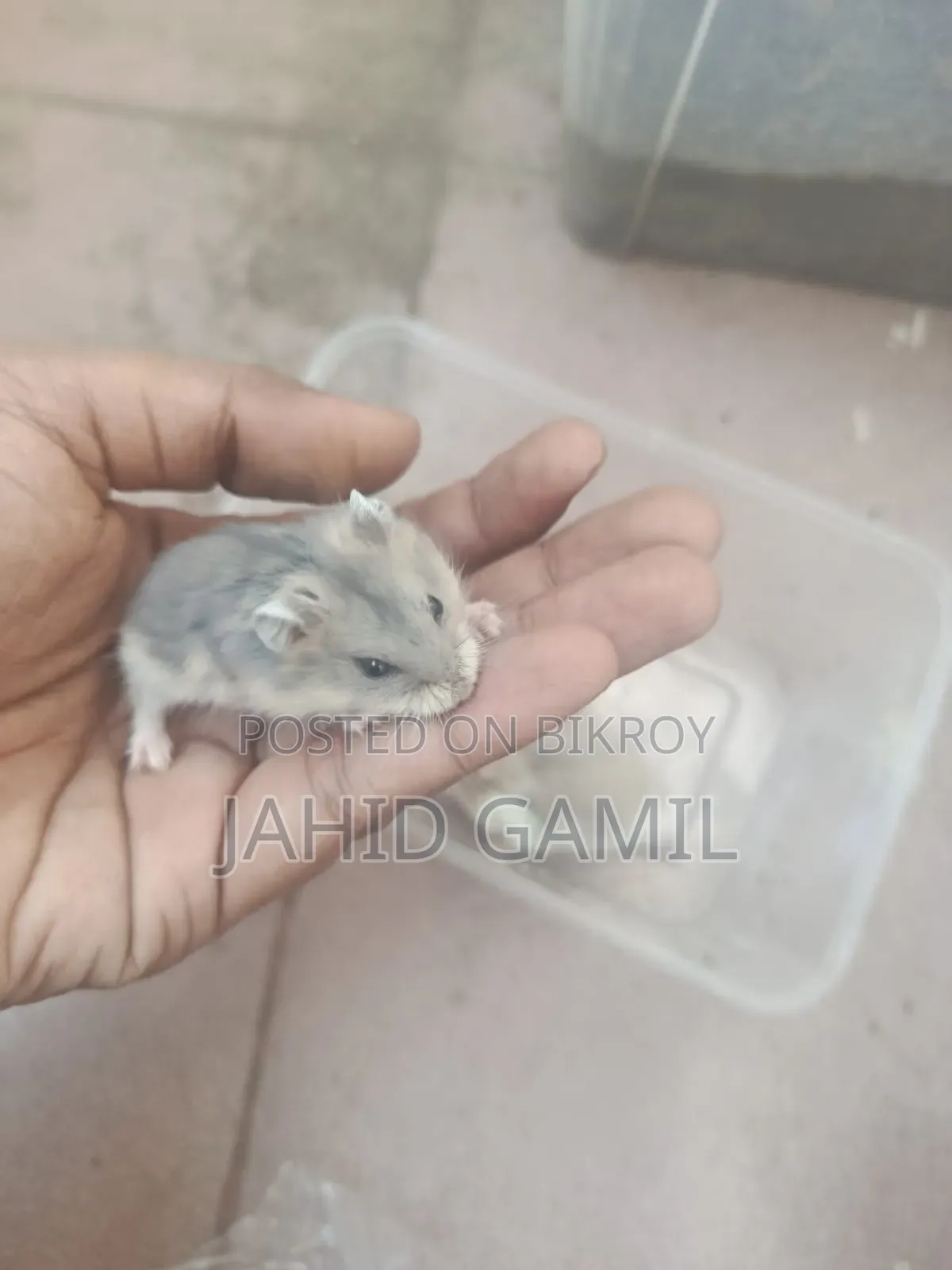 Russian Dwarf Hamster
