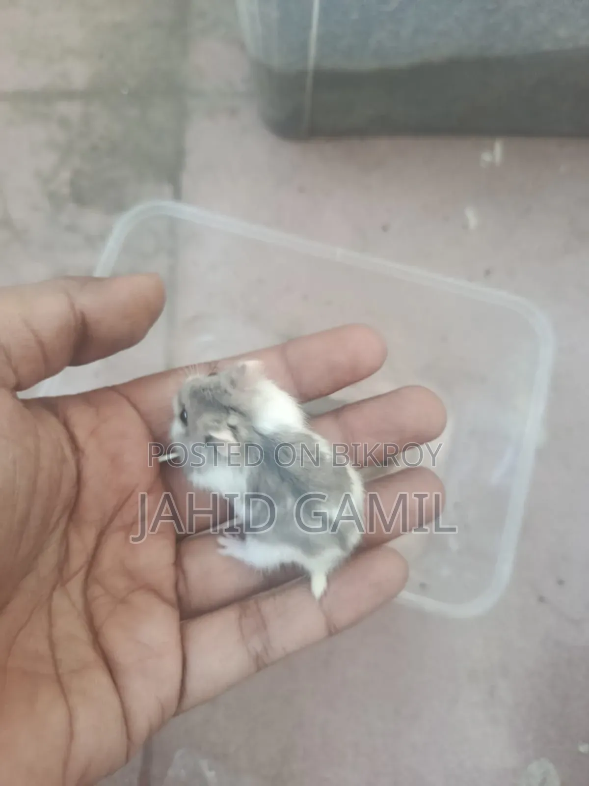 Russian Dwarf Hamster