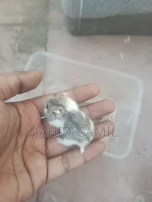 Russian Dwarf Hamster