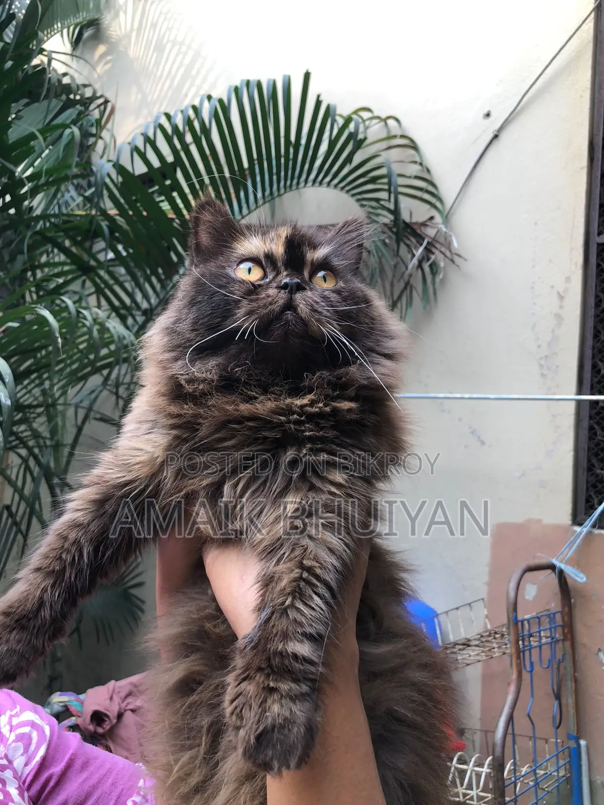 3-6 Months Female Purebred Persian Cat