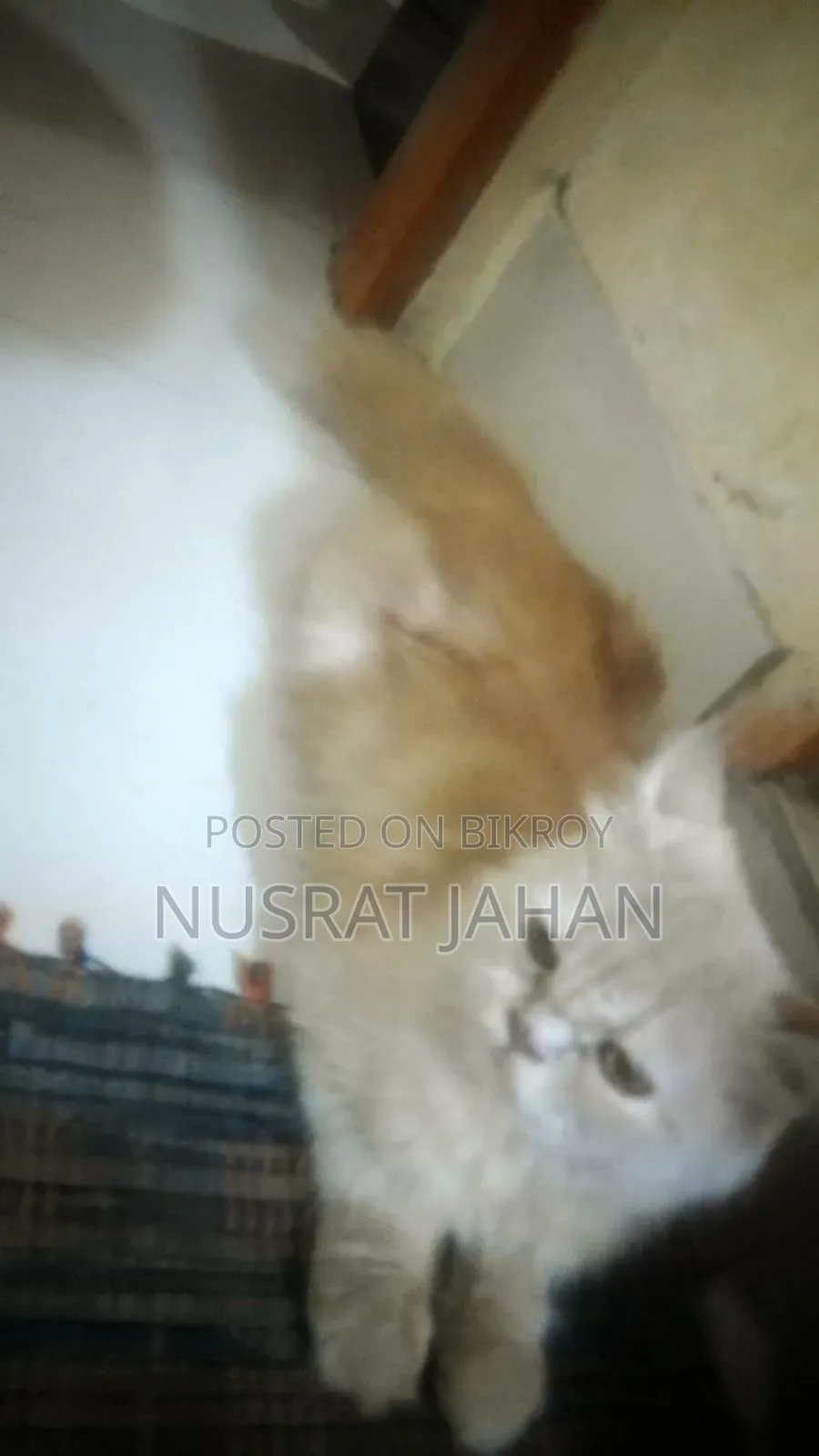 ৬-১২ মাসের ফিমেল পিউরব্রেড পার্সিয়ান