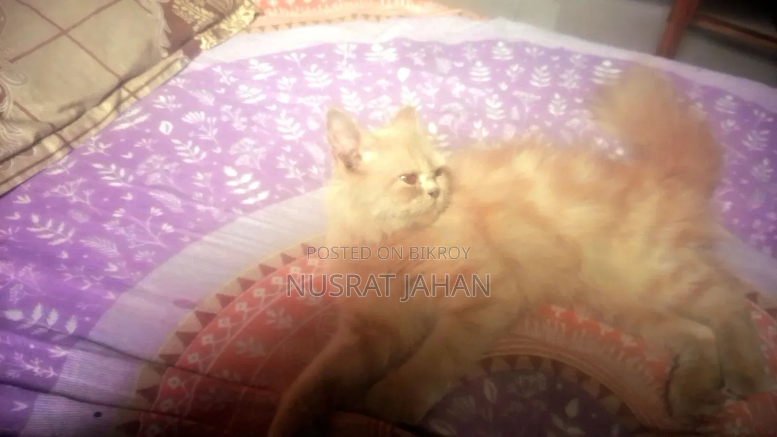 ৬-১২ মাসের ফিমেল পিউরব্রেড পার্সিয়ান