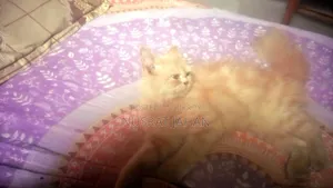৬-১২ মাসের ফিমেল পিউরব্রেড পার্সিয়ান