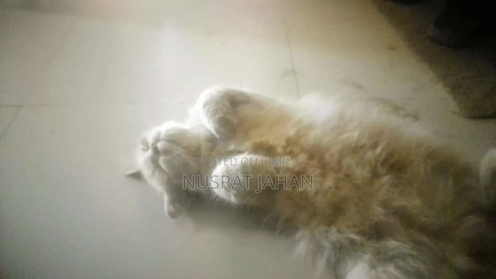৬-১২ মাসের ফিমেল পিউরব্রেড পার্সিয়ান