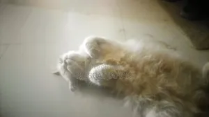 ৬-১২ মাসের ফিমেল পিউরব্রেড পার্সিয়ান