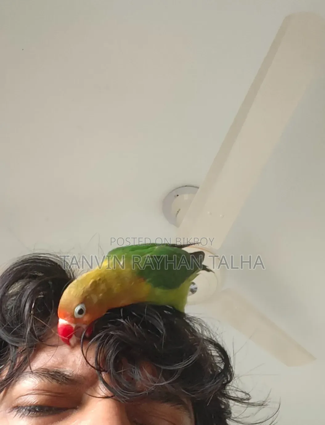 লাভ বার্ড গ্রিন ফিমেল অ্যাডাল্ট