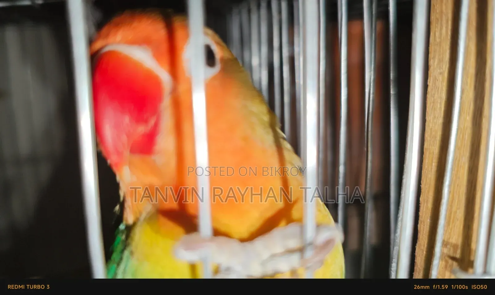 লাভ বার্ড গ্রিন ফিমেল অ্যাডাল্ট