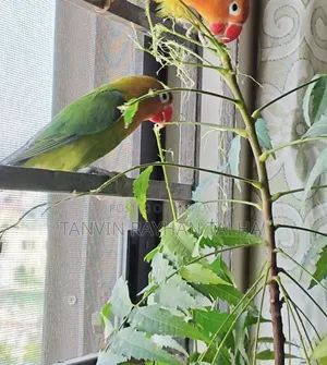 লাভ বার্ড গ্রিন ফিমেল অ্যাডাল্ট