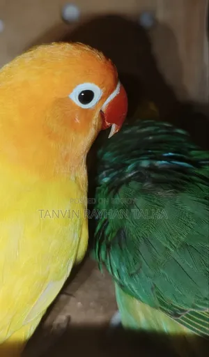 লাভ বার্ড গ্রিন ফিমেল অ্যাডাল্ট