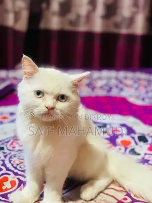 ৩-৬ মাসের মেইল পিউর্ব্রেড পার্সিয়ান