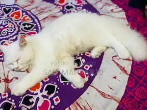 ৩-৬ মাসের মেইল পিউর্ব্রেড পার্সিয়ান