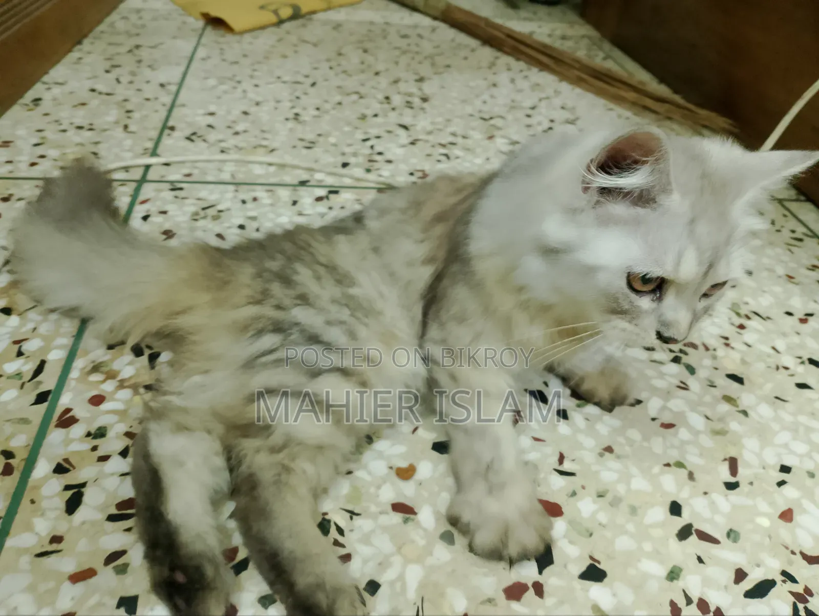 ৩-৬ মাসের ফিমেল মিক্সড ব্রিড পার্সিয়ান
