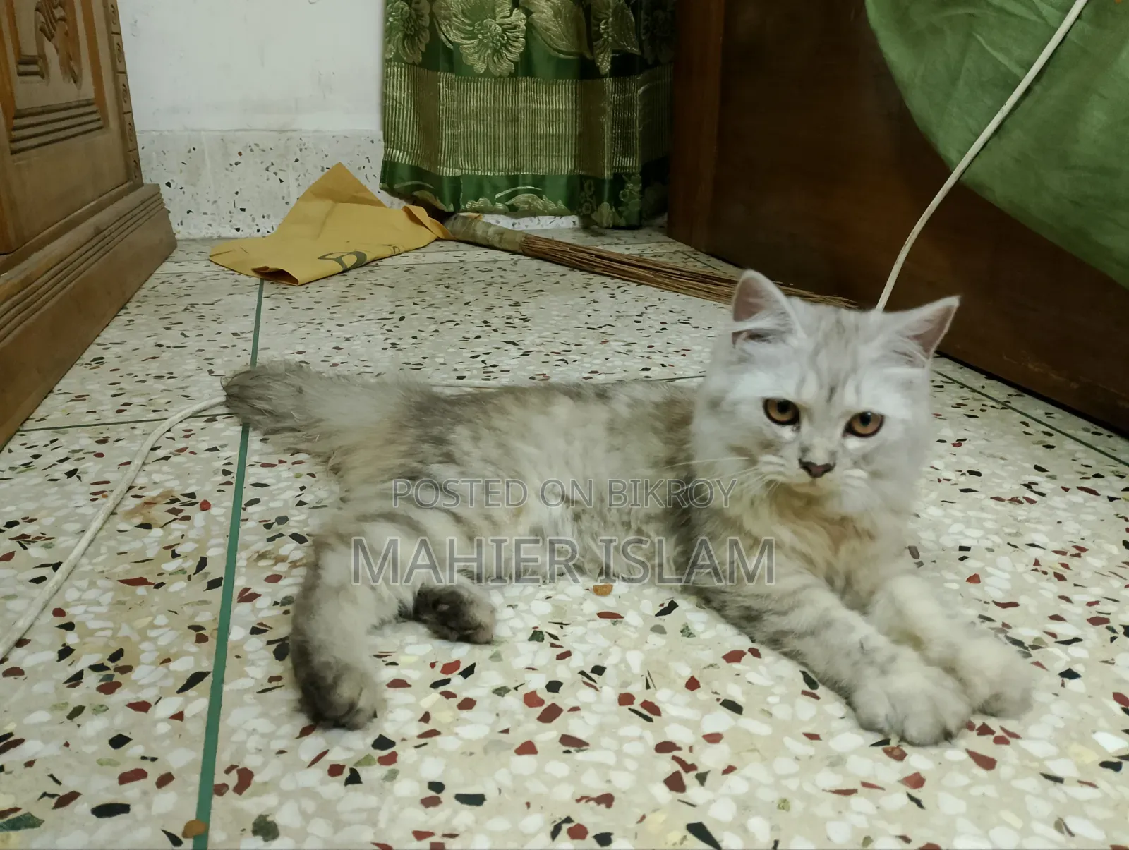 ৩-৬ মাসের ফিমেল মিক্সড ব্রিড পার্সিয়ান