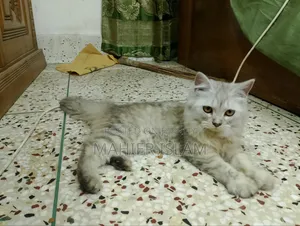 ৩-৬ মাসের ফিমেল মিক্সড ব্রিড পার্সিয়ান