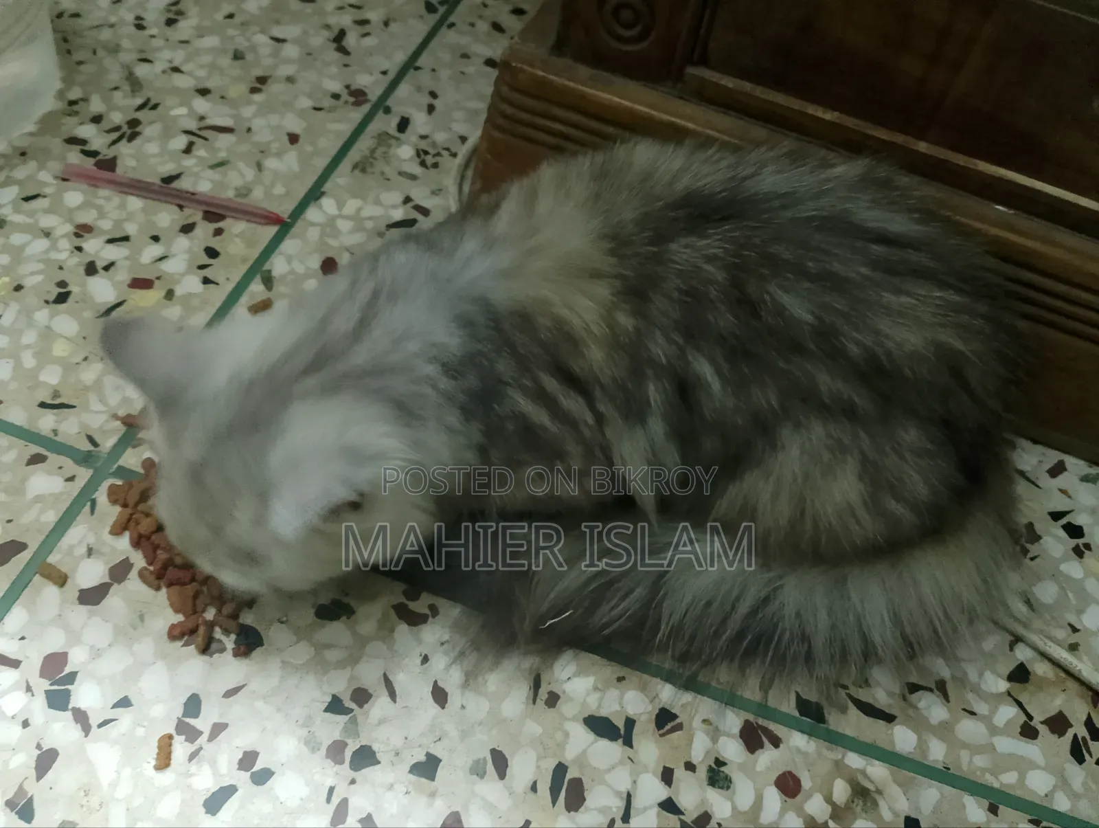৩-৬ মাসের ফিমেল মিক্সড ব্রিড পার্সিয়ান