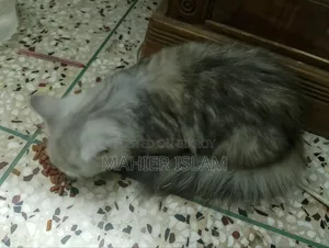৩-৬ মাসের ফিমেল মিক্সড ব্রিড পার্সিয়ান