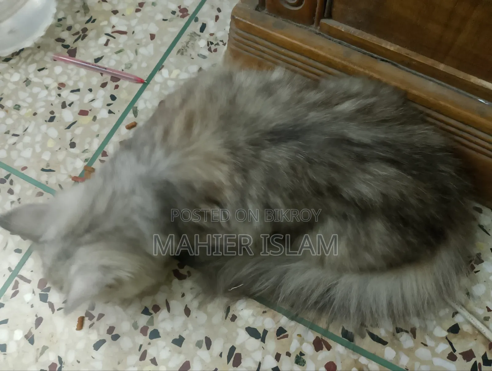 ৩-৬ মাসের ফিমেল মিক্সড ব্রিড পার্সিয়ান