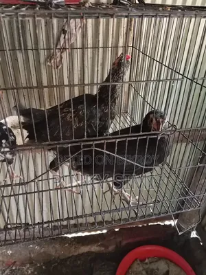 দেশি মুরগির বাচ্চা বিক্রয় হবে