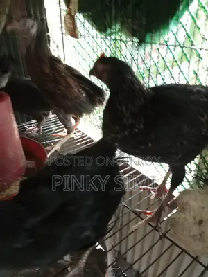 দেশি মুরগির বাচ্চা বিক্রয় হবে