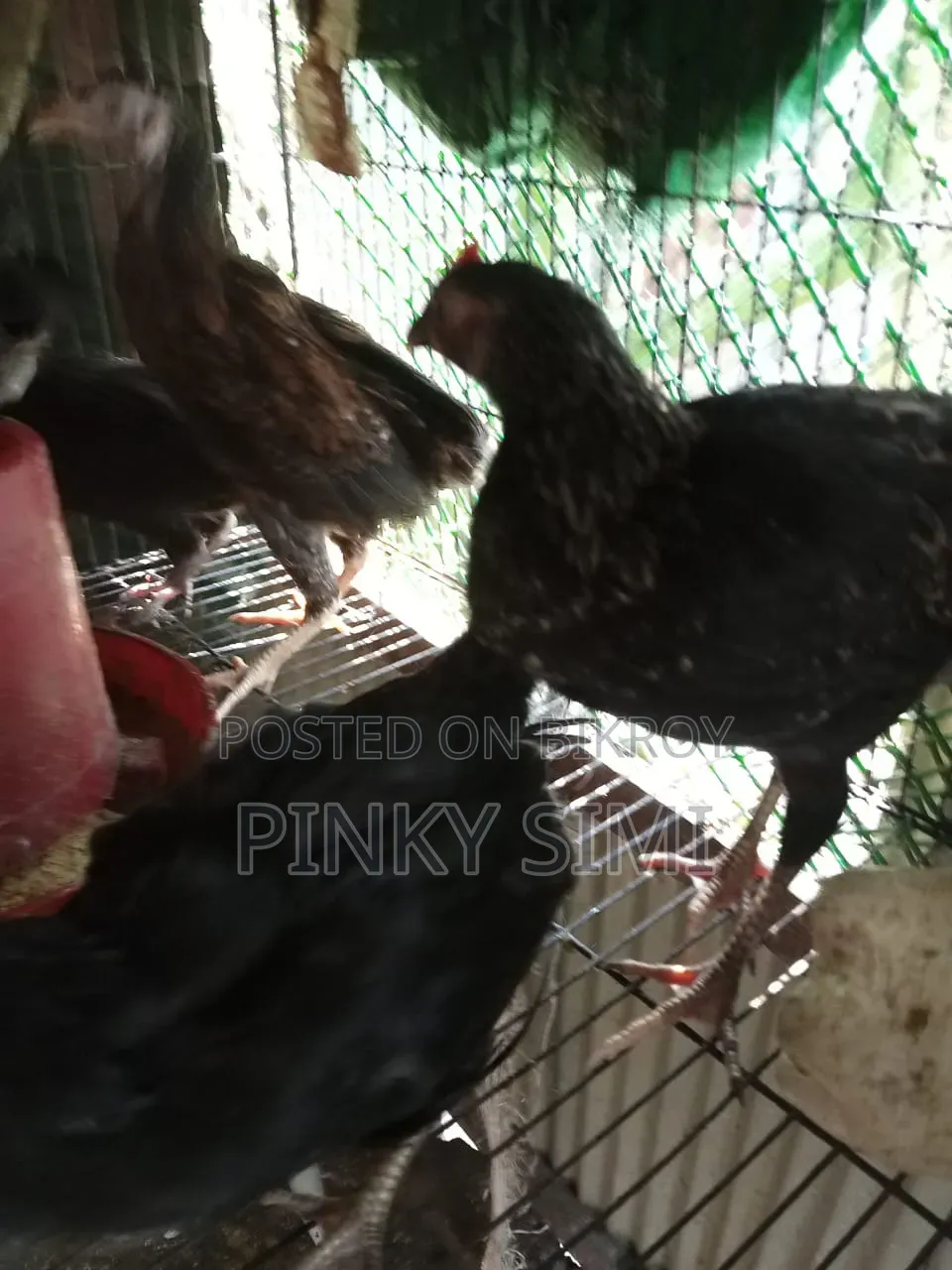 দেশি মুরগির বাচ্চা বিক্রয় হবে