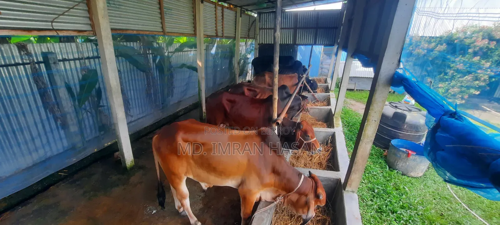 Boy needed for farm work